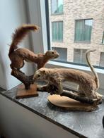 Écureuils en peluche, Collections, Enlèvement