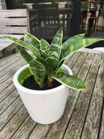 mini sanseveria, Huis en Inrichting, Kamerplanten, Overige soorten, Ophalen of Verzenden, In pot, Minder dan 100 cm