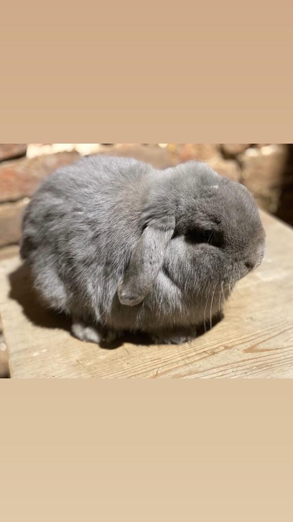 Mâle Minilop (vacciné), Animaux & Accessoires, Lapins, Nain, Mâle, 0 à 2 ans, Oreilles tombantes