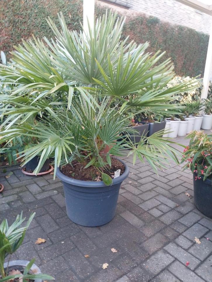 Diverse palmen, Tuin en Terras, Planten | Tuinplanten, Ophalen