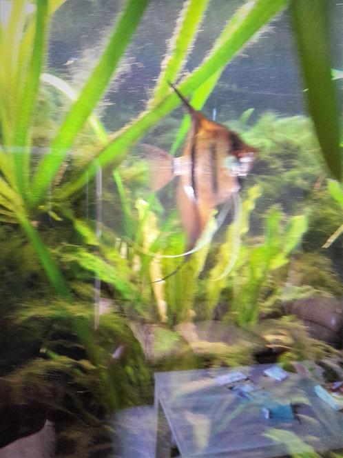 pterophyllum ALTUM (rio nanay), scalares,maanvissen, Dieren en Toebehoren, Vissen | Aquariumvissen, Zoetwatervis, Vis