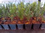 Taxus, Tuin en Terras, Planten | Struiken en Hagen, Ophalen, Taxus