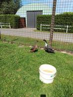 Een mooi koppel loopeenden te koop, Dieren en Toebehoren, Pluimvee