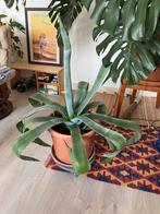 Grand Agave d’Amerique, 100 tot 150 cm, Vetplant