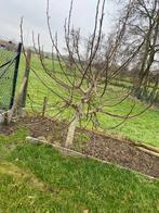 Vijgenboom, Tuin en Terras, Planten | Fruitbomen, Ophalen, Vijgenboom
