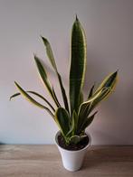 Kamerplant Sanseveria in sierpot, Huis en Inrichting, Kamerplanten, Ophalen