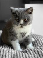 Brits korthaar kittens, Dieren en Toebehoren, Gechipt
