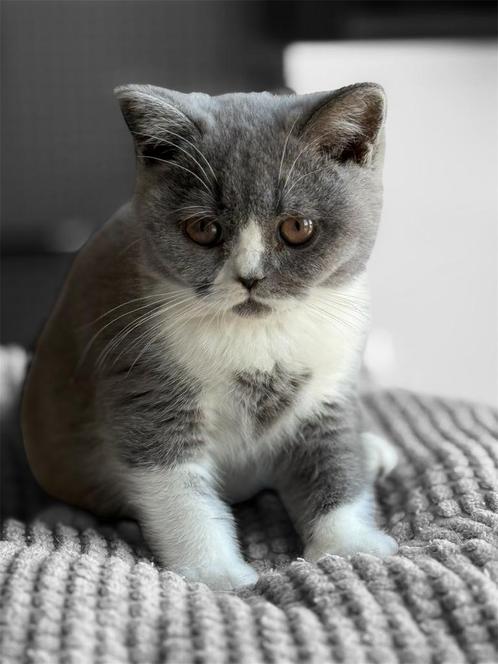 Brits korthaar kittens, Dieren en Toebehoren, Katten en Kittens | Raskatten | Korthaar, Gechipt