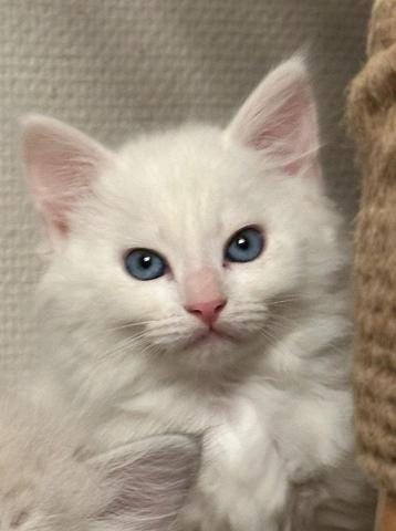 Siberische witte kittens met blauwe ogen te koop beschikbaar voor biedingen