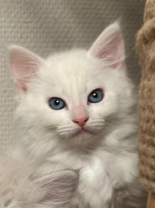 Siberische witte kittens met blauwe ogen te koop, Dieren en Toebehoren, Katten en Kittens | Raskatten | Langhaar, Meerdere dieren