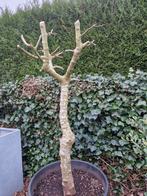 Dikke vijgenboom in pot., Jardin & Terrasse, Plantes | Arbres, Enlèvement ou Envoi