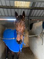 4 jarige draver voor recreatie, Enlèvement