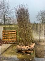 Ligustrum ovalifolium, Tuin en Terras, Ophalen, Nieuw, 180 tot 250 cm