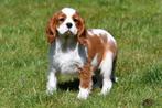 Cavalier King Charles Spaniël pups te koop - blenheim, 15 weken tot 1 jaar, Buitenland, CDV (hondenziekte), Meerdere