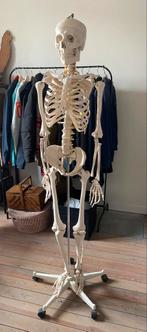 Anatomisch skelet, Diversen, Zo goed als nieuw, Ophalen