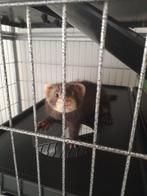 Frettenpups te koop van 14weken, Augustus, Vrouwelijk