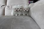 Maltezer pups 3 reutjes geb 19/11/25 bijna 9weken oud, Animaux & Accessoires, Chien (mâle), Belgique, Bichon maltais, Plusieurs