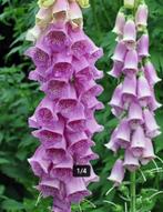 Digitalis purpurea, Tuin en Terras, Planten | Tuinplanten, Ophalen, Vaste plant, Volle zon