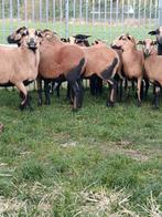 Lot mooie Kameroen schapen ( ook apart te koop ), Dieren en Toebehoren