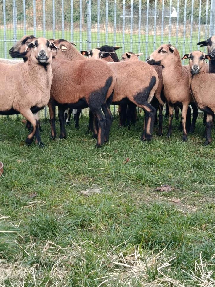 Lot mooie Kameroen schapen ( ook apart te koop ), Dieren en Toebehoren, Schapen, Geiten en Varkens