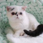Exotic - Belgische kittens te koop, Dieren en Toebehoren, Katten en Kittens | Raskatten | Korthaar, Gechipt, Meerdere dieren, 0 tot 2 jaar