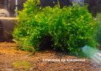 Waterplanten – levermos, Ophalen of Verzenden