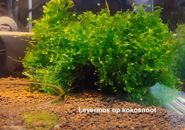 Waterplanten – levermos, Dieren en Toebehoren, Vissen | Aquaria en Toebehoren, Ophalen of Verzenden
