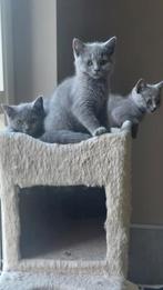 BRITSE KORTHAAR KITTENS MET STAMBOOM, Dieren en Toebehoren, Gechipt, 0 tot 2 jaar