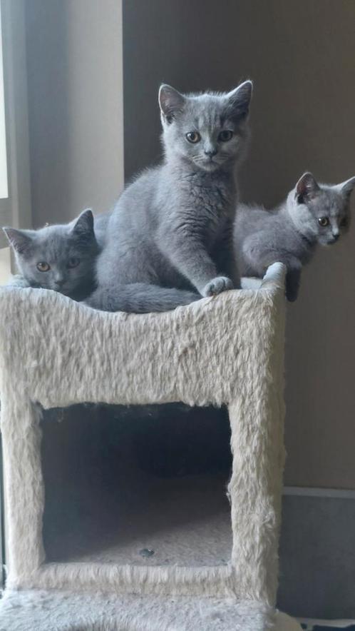 BRITSE KORTHAAR KITTENS MET STAMBOOM, Dieren en Toebehoren, Katten en Kittens | Raskatten | Korthaar, 0 tot 2 jaar, Met stamboom