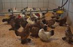 Sabelpoot kriel en Chabo, Dieren en Toebehoren, Pluimvee, Meerdere dieren, Kip