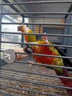 Pyrhurra molinea kweekrijpe koppels., Dieren en Toebehoren