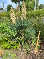 Gratis plant, zelf uitdoen en komen ophalen, Tuin en Terras, Ophalen