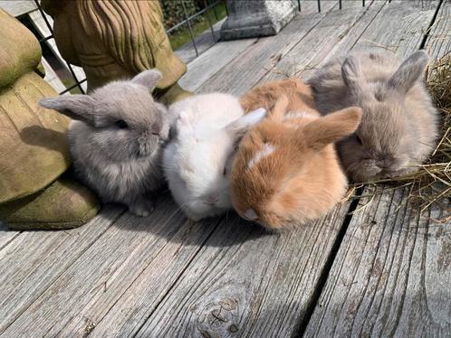 Minilopjes, Dieren en Toebehoren, Konijnen, Dwerg, 0 tot 2 jaar, Hangoor