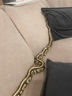 Serpents a vendre urgent, Animaux & Accessoires, Juillet, Femelle