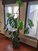 Gatenplant / Monstera, Huis en Inrichting, Kamerplanten, Ophalen, Overige soorten, In pot, 150 tot 200 cm