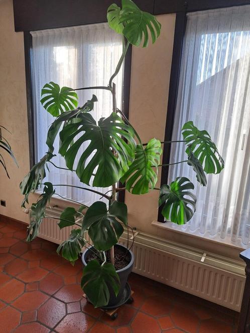Gatenplant / Monstera, Huis en Inrichting, Kamerplanten, Overige soorten, 150 tot 200 cm, In pot, Ophalen
