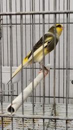 Man .2024, Dieren en Toebehoren, Vogels | Kanaries