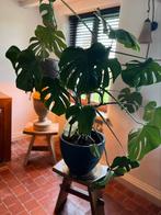 Monstera groot, Huis en Inrichting, Kamerplanten, Ophalen