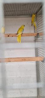 Goudgele turquoisine 2025, Meerdere dieren, Parkiet, Geringd