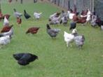 Beste leggers in 7 rassen Belgische kwaliteit 0499/082381, Dieren en Toebehoren, Pluimvee, Vrouwelijk, Kip