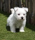 Chiots West Highland White Terrier (nés avec nous !), Parvovirose, Plusieurs, Belgique, 8 à 15 semaines