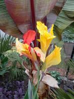 canna cleopatra, Tuin en Terras, Planten | Tuinplanten, Ophalen