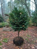 taxus stam, Tuin en Terras, Ophalen of Verzenden