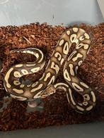 Ball python pastel phantom, Dieren en Toebehoren, Ophalen