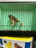 Koppel glosters, Dieren en Toebehoren, Vogels | Kanaries, Meerdere dieren, Postuurkanarie