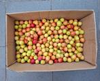 5 kg de prunes mirabelles de mon jardin pour 10€, Ophalen