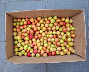 5 kg de prunes mirabelles de mon jardin pour 10€ beschikbaar voor biedingen
