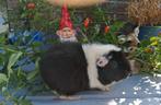 Cavias, Cavia, Juni, Mannelijk, Tam