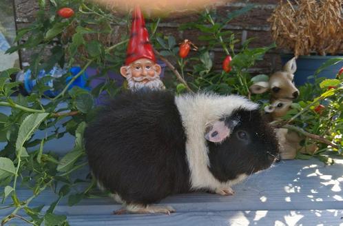 Cavias, Dieren en Toebehoren, Knaagdieren, Mannelijk, Cavia, Juni, Tam