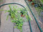 bodembedekkers, lonicera nitida maigreen, Tuin en Terras, Planten | Struiken en Hagen, Ophalen, Overige soorten, Struik, Minder dan 100 cm